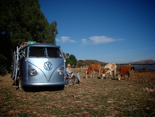 MX Laguna Cows2